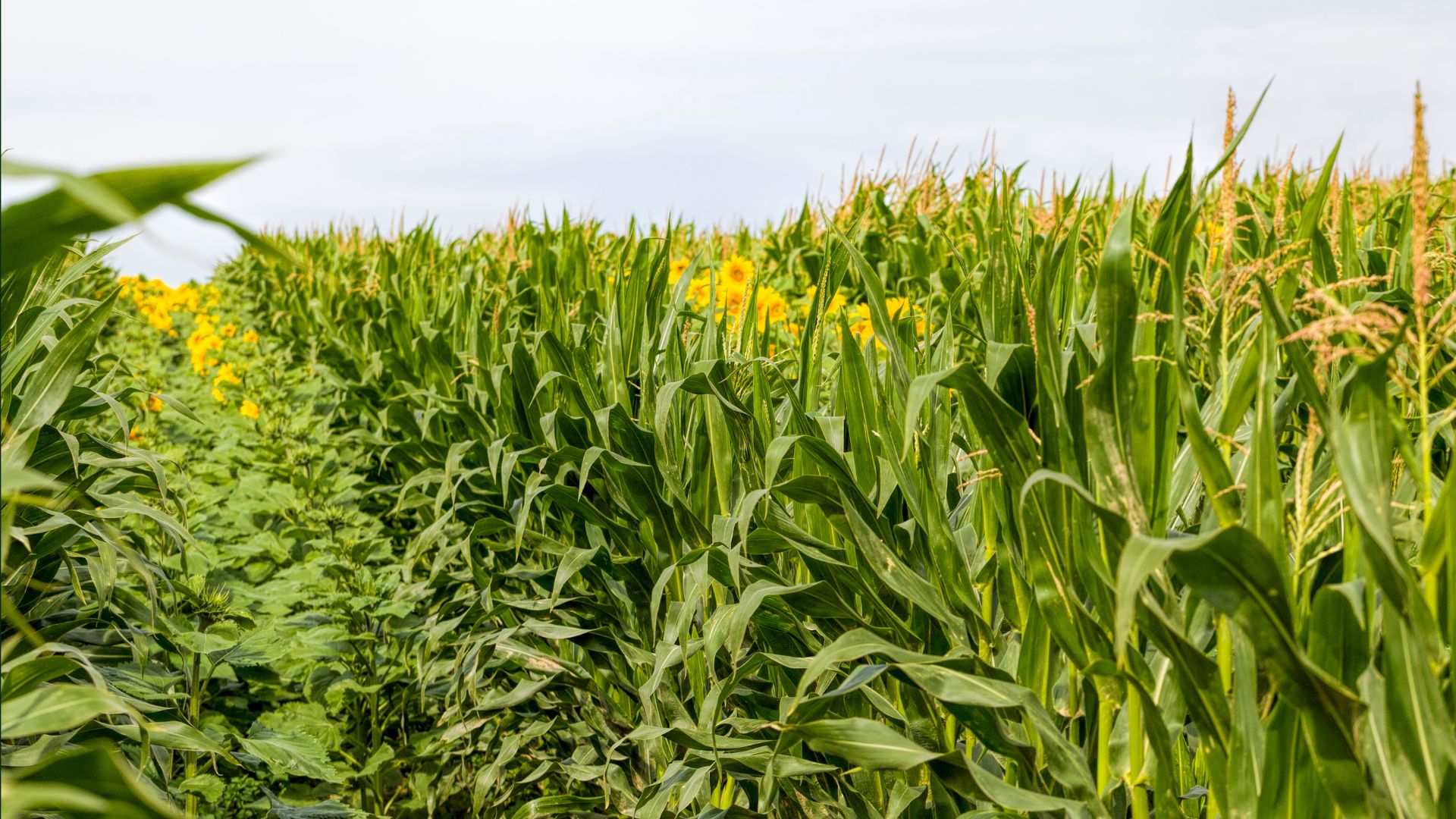 Cu L Es La Diferencia Entre La Agricultura Mixta Y Los Cultivos Mixtos