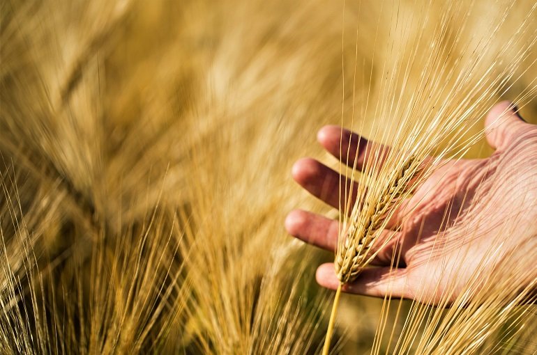 Historia de la cebada información de la planta y valor nutricional