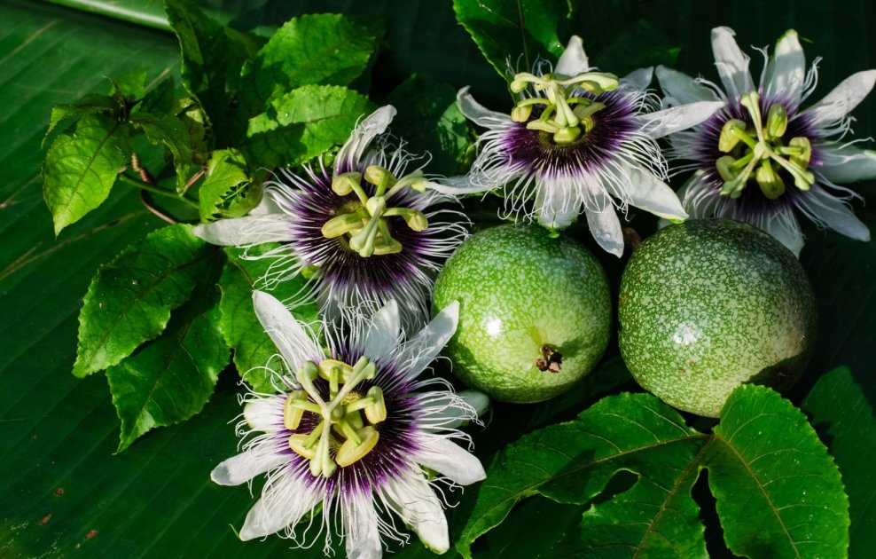 Passion Fruit Types Varieties Of Passion Fruit And Plant