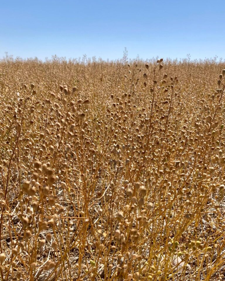 Lnicznik Siewny Camelina Sativa Ma E Nasiona Ogromne Mo Liwo Ci