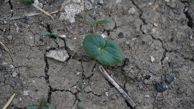 Plantar Okra Artigos Wikifarmer