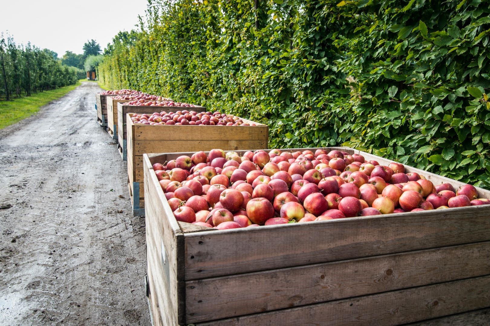 Apple Tree Harvest & Yields | Wikifarmer