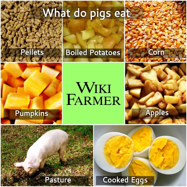 How to feed Pigs | Wikifarmer