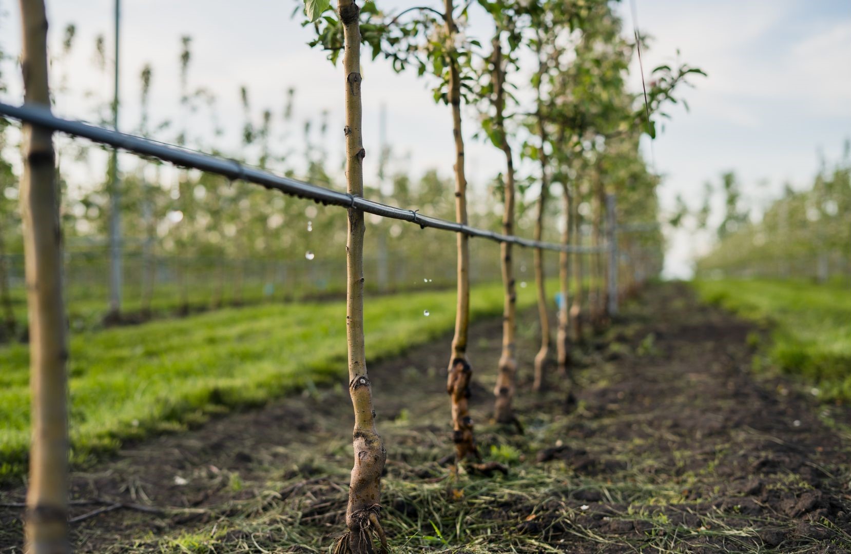 Watering Needs of Apples: How to Irrigate Apple Trees | Wikifarmer