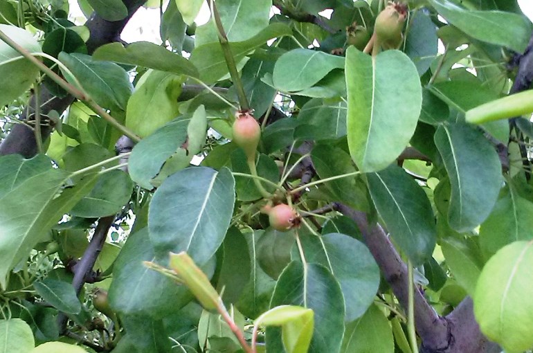 Pear Tree Pruning