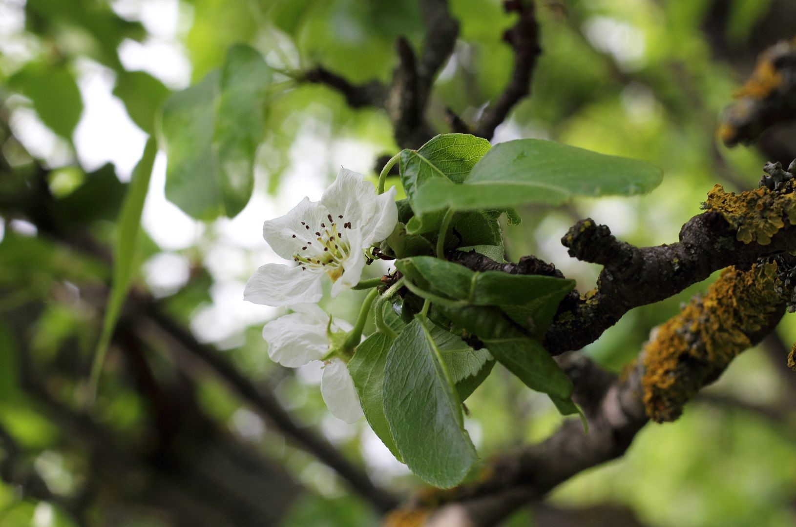 Apple Tree Propagation and Pollination | Wikifarmer