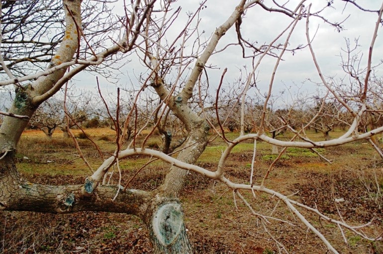 Pistachio Tree Training and Pruning