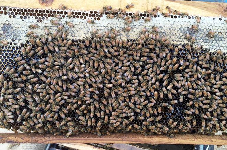 أمراض النحل الشائعة والآفات