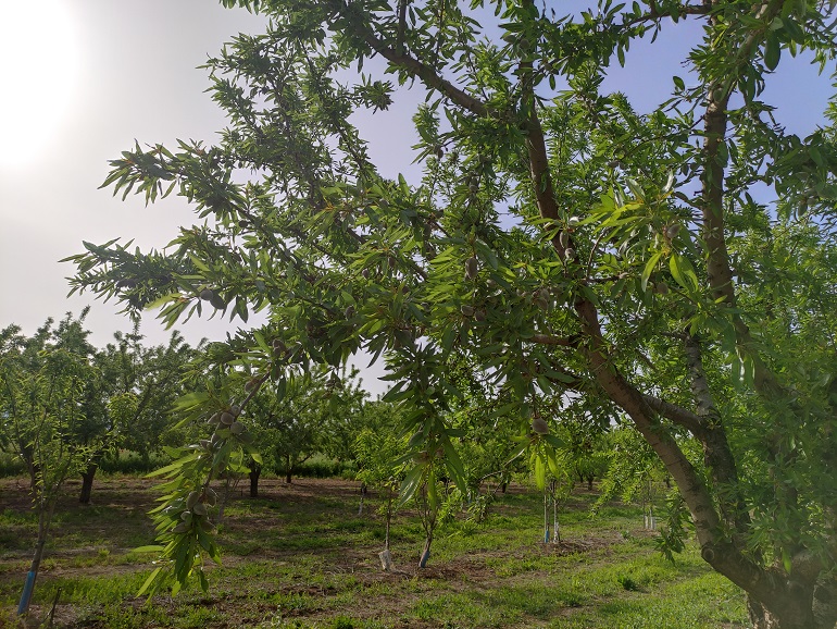 تكاثر  شجرة اللوز