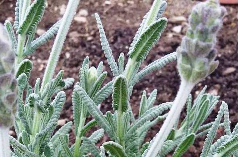 Como podar a Lavanda
