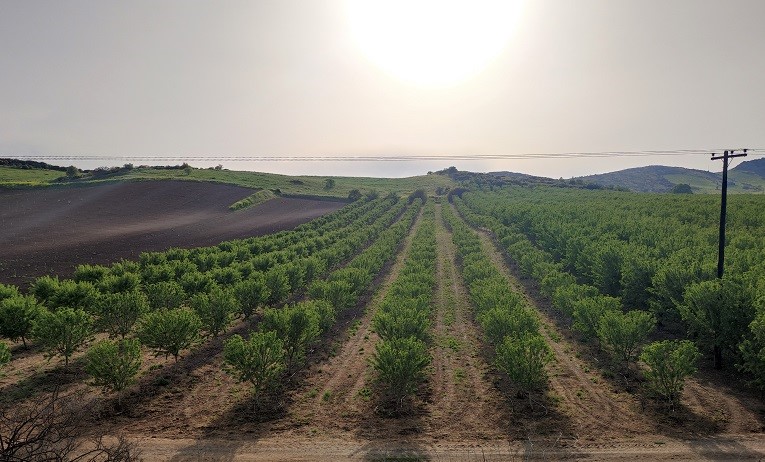 Cultivar Árvores de Amêndoa com fins Lucrativos