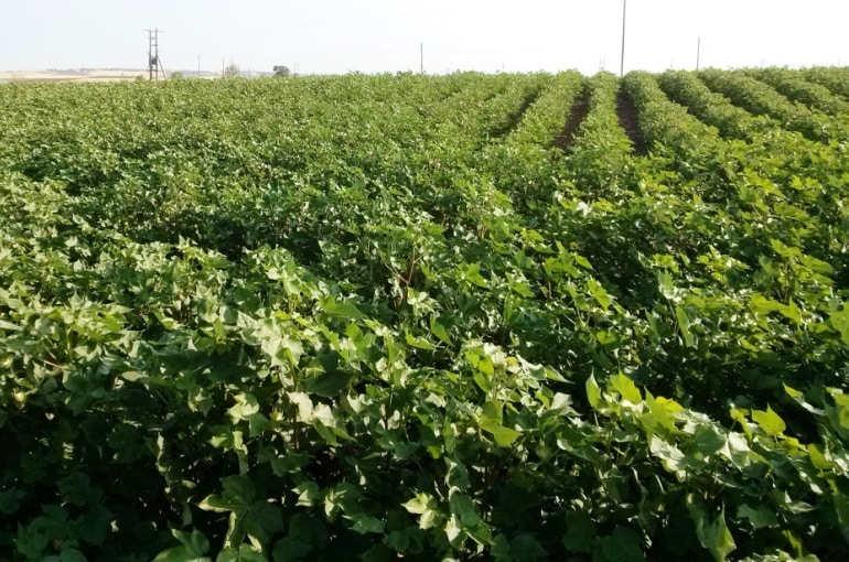 Cultivo do Algodão