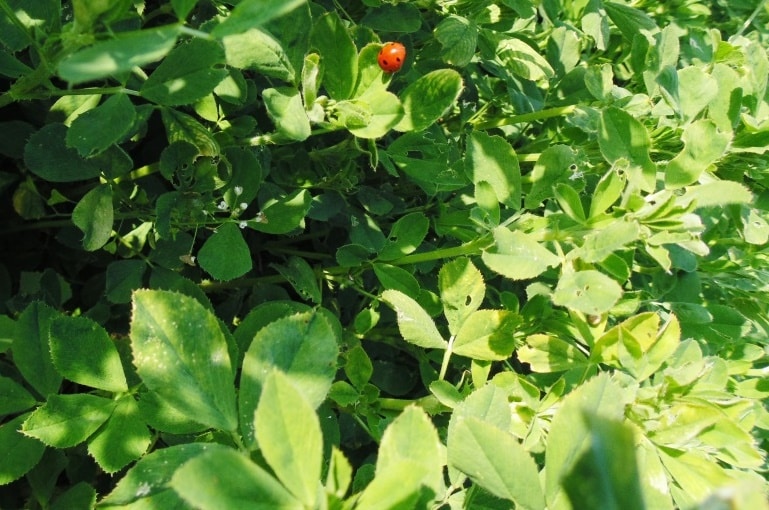 Informações sobre a Planta de Alfafa