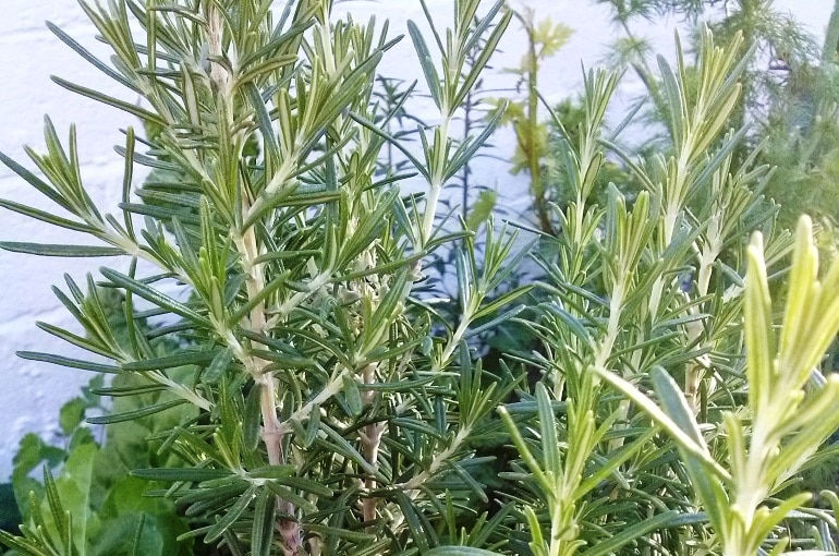 متطلبات نبات روزماري من الأسمدة