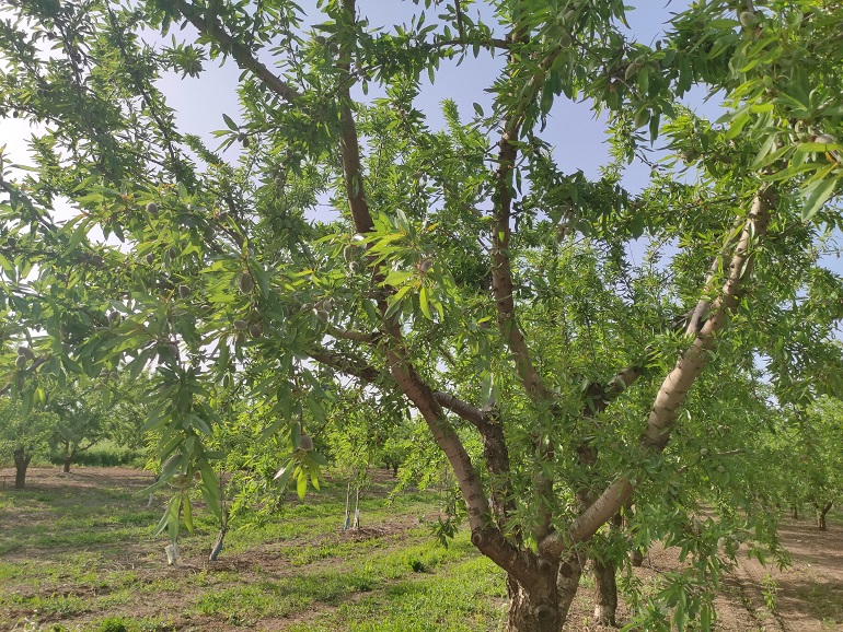 معلومات  عن  شجرة اللوز