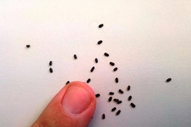 Cultivo de Lavanda – Tasa de Siembra – Número de Plantas por Hectárea