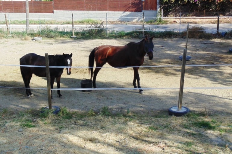 Selección de un Caballo