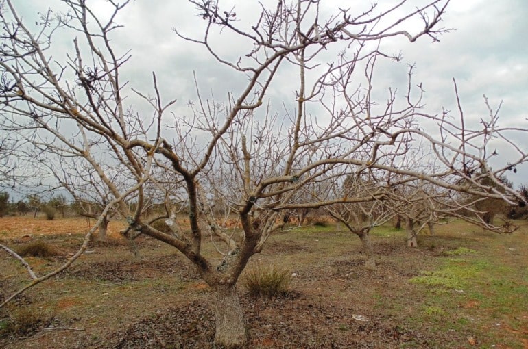 Condiciones de Crecimiento del Pistacho - Clima para la plantación del pistacho
