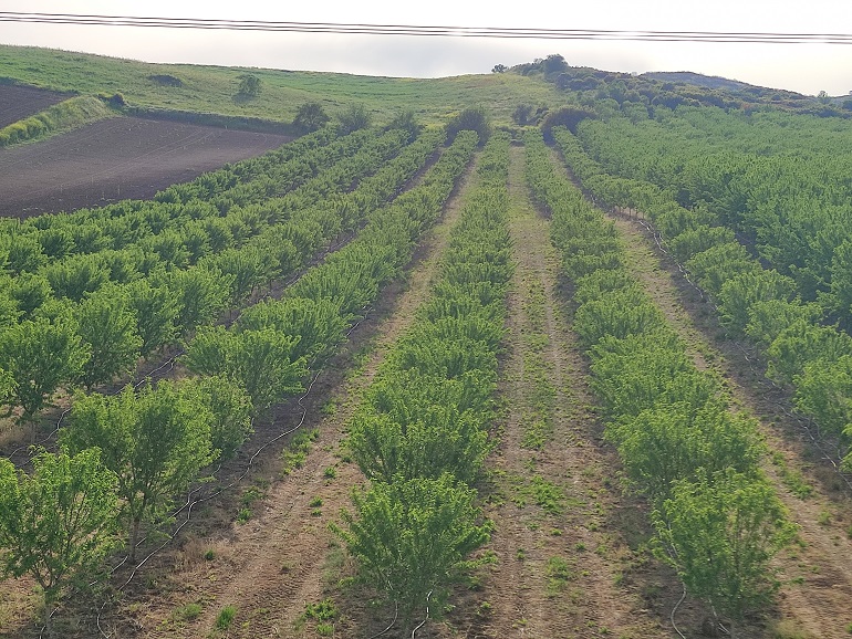 Irrigación de almendros - Cómo regar almendros