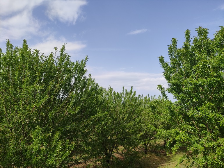 Plagas y Enfermedades de los Almendros