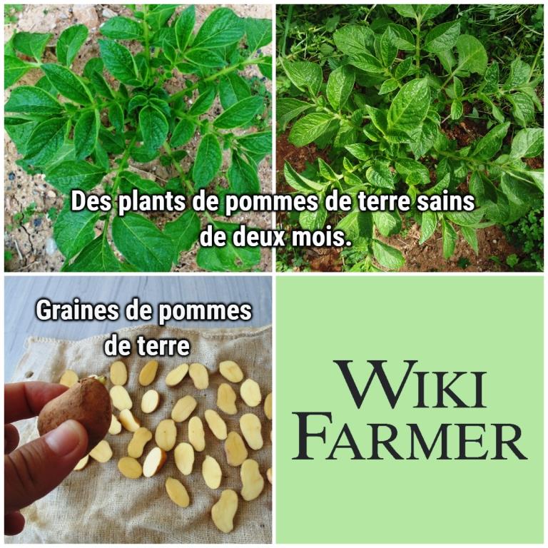 Information sur les pommes de terre