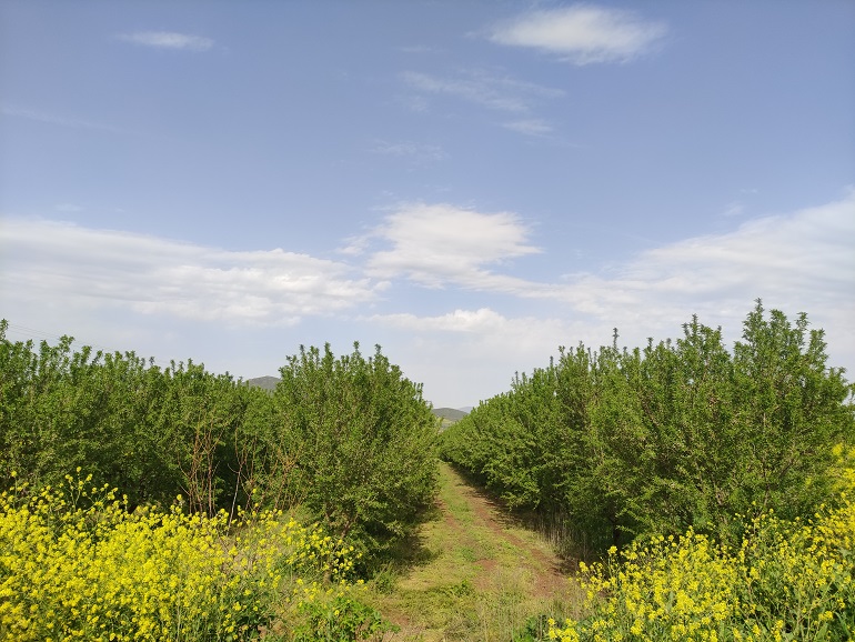 Conditions du sol, exigences et préparation du terrain pour l’amandier