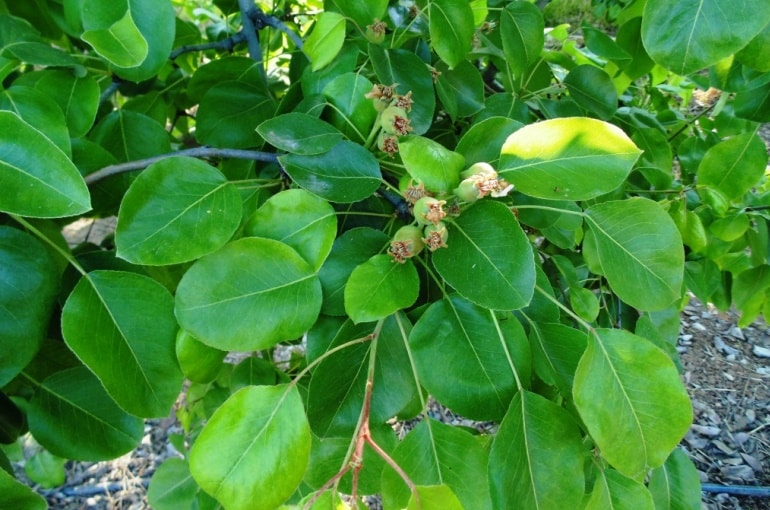 Propagation et pollinisation des poiriers
