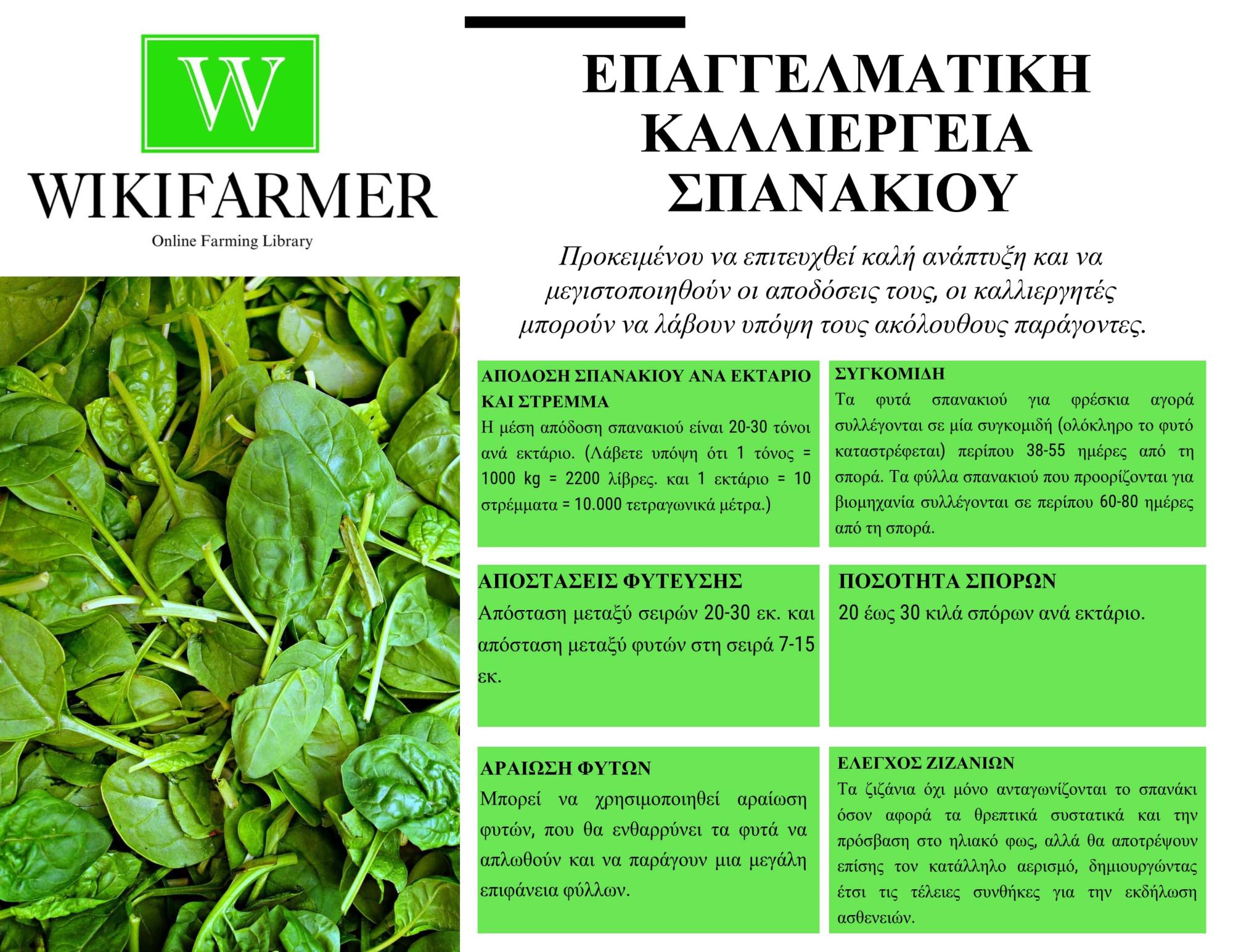 Καλλιέργεια Σπανακιού – Από τη Σπορά έως τη Συγκομιδή