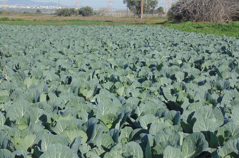 Wiki de la Planta de Repollo - Información y Usos
