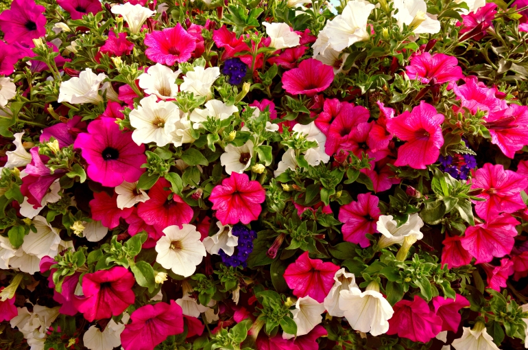 بعض المعلومات الهامة عن نبات البيتونيا (Petunia) | Wikifarmer