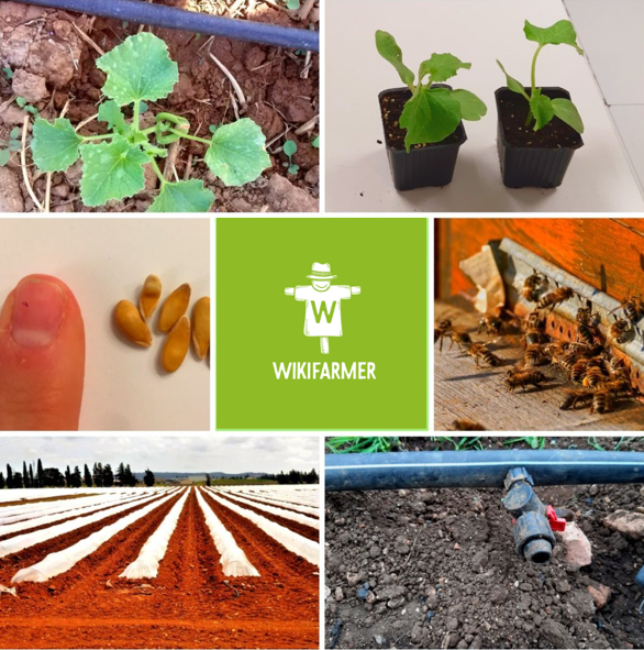 Fatos interessantes sobre Planta do Melão