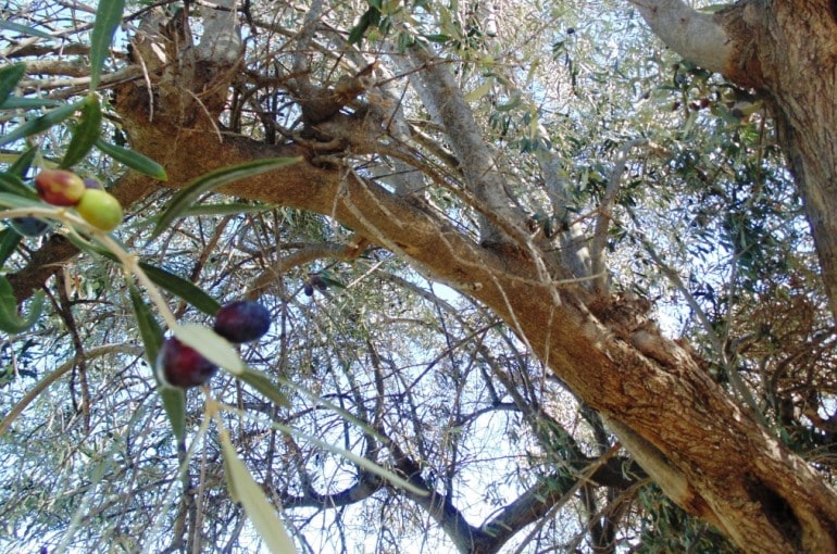 Παρενιαυτοφορία της Ελιάς