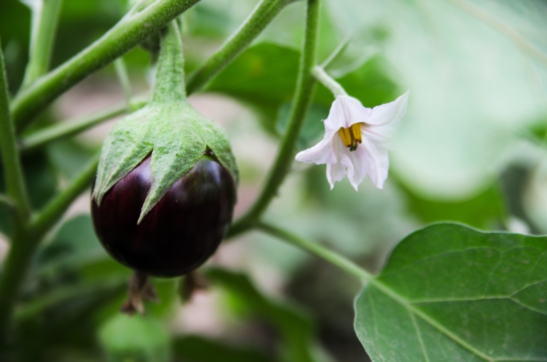 8 interessante Fakten über Auberginen, die Sie wahrscheinlich noch nicht gehört haben - Woher hat die Aubergine ihren Namen?