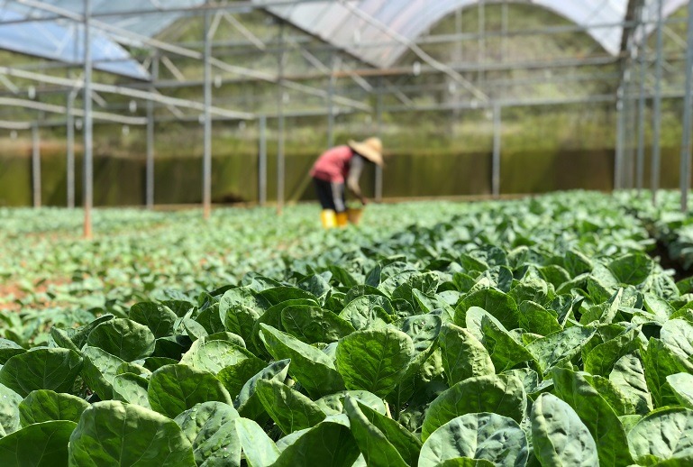 Agricultura para Principiantes - Cómo Convertirse en Agricultor - Guía Paso a Paso