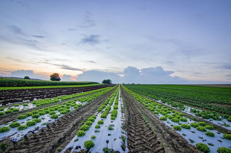 Agriculture pour les Débutants – Comment devenir agriculteur – le Guide Complet Agriculture pour les Débutants – Comment devenir agriculteur – le Guide Complet