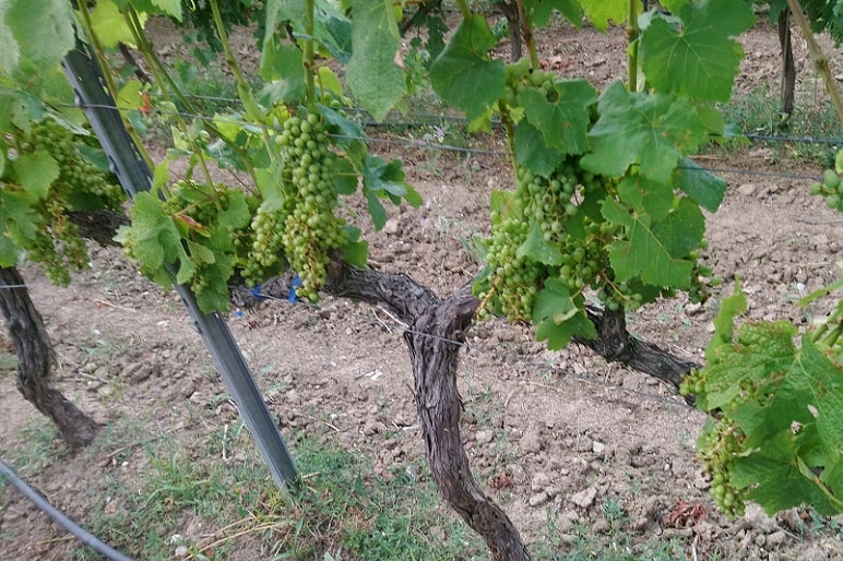 Qué variedad de uva cultivar