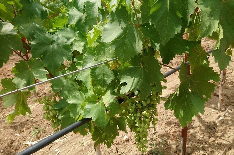 Récolte des raisins – Quand et comment récolter vos raisins