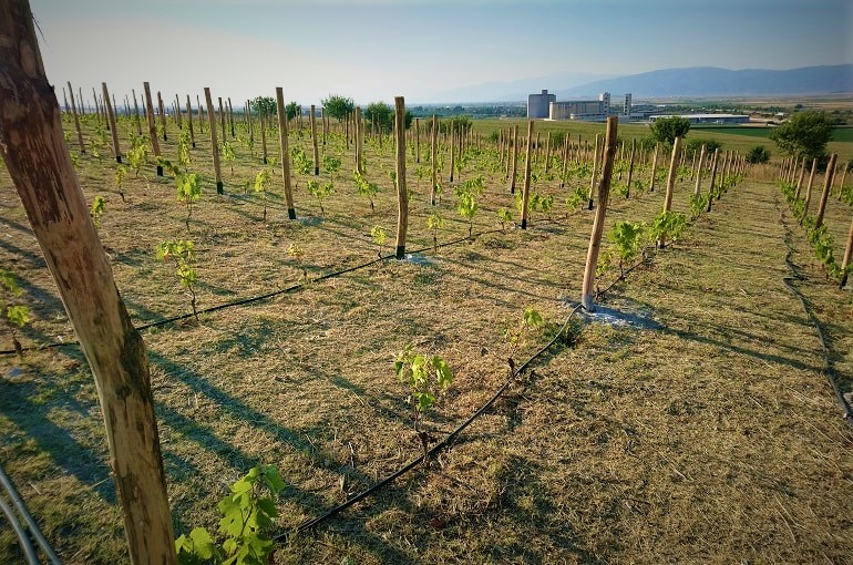 Systeme und Methoden zur Erziehung von Weinreben