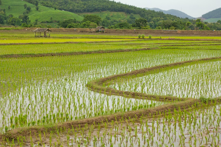 Trồng trọt cho người mới bắt đầu- Cách trở thành nông dân
