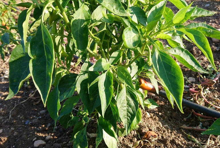 Cultivo de pimientos dulces y picantes en mi jardín
