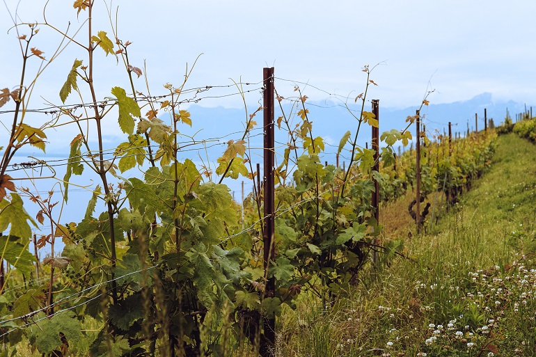 Qu'est-ce que l'Agriculture Biologique ? - Définition et exemples de l'Agriculture Biologique