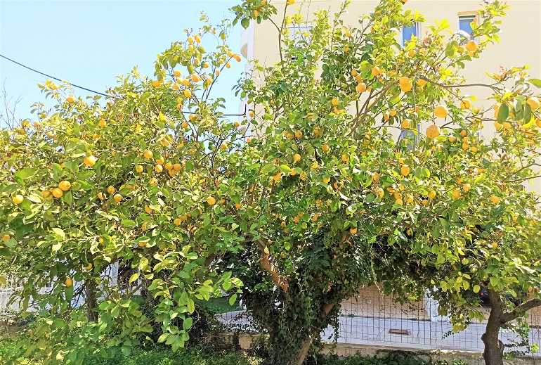 featured-imagelll Συμβουλές για το Σωστό Κλάδεμα Καρποφόρων Δέντρων του Κήπου μας