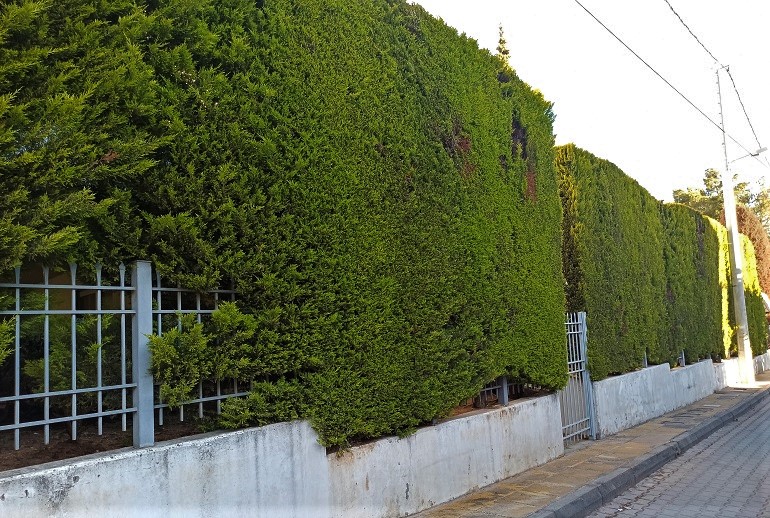 Φροντίδα και Κλάδεμα Υψηλών Φραχτών