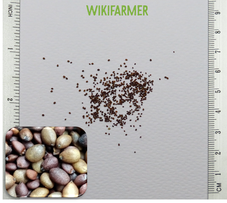 Origanum majorana - Σπόροι Μαντζουράνας Origanum majorana - Σπόροι Μαντζουράνας