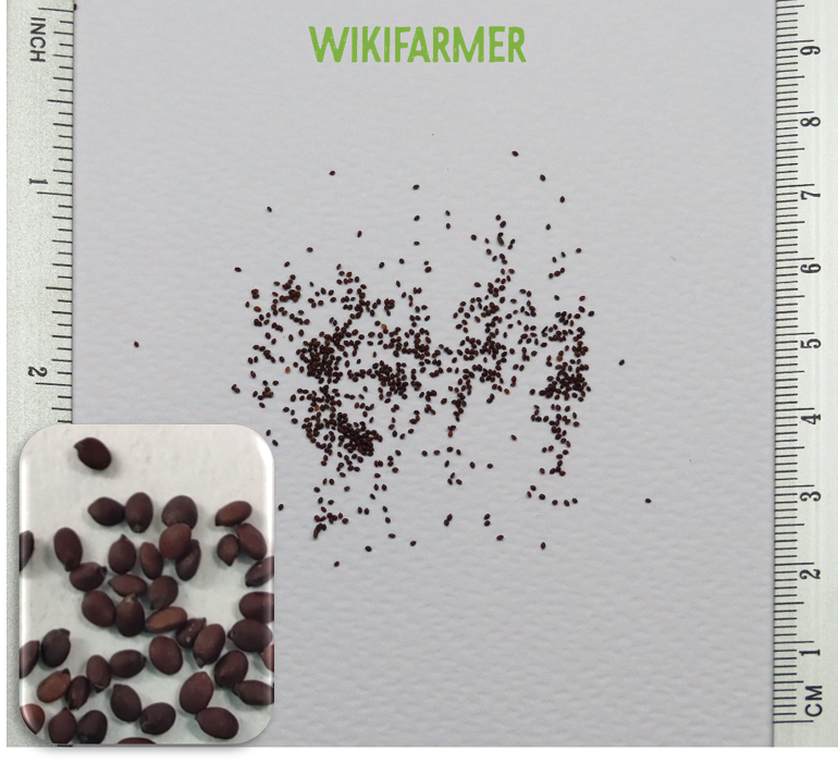 Origanum vulgare - Σπόροι Ρίγανης Origanum vulgare - Σπόροι Ρίγανης