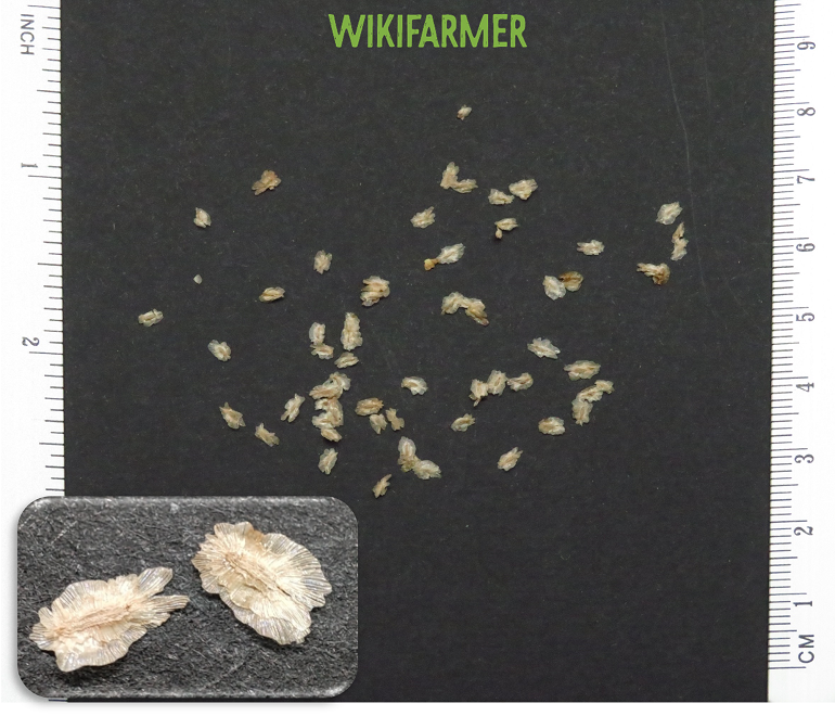 Paulownia Tomentosa - Σπόροι Παουλόβνιας Paulownia tomentosa - Σπόροι Παουλόβνιας