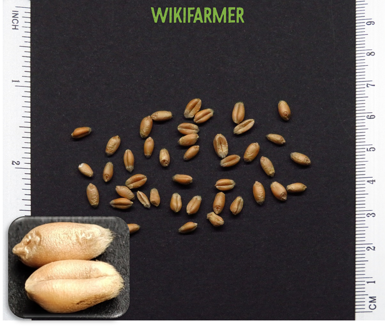 Triticum aestivum L. - Σπόροι Σιταριού Μαλακού