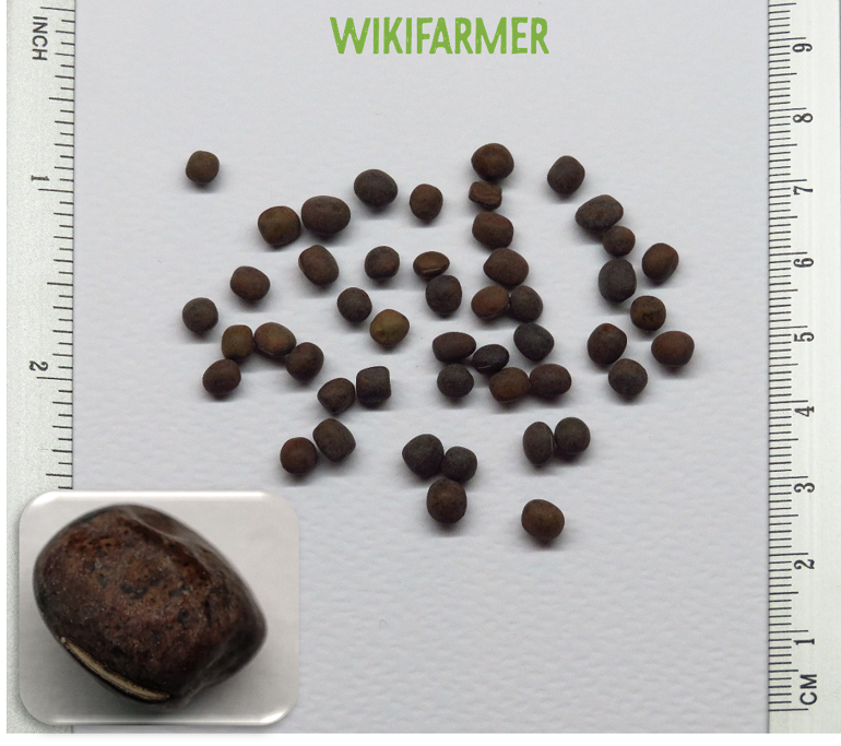 Vicia villosa - Σπόροι Βίκου Κτηνοτροφικού Vicia villosa - Σπόροι Βίκου Κτηνοτροφικού
