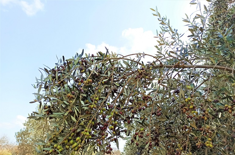 Η Σωστή Συγκομιδή της Ελιάς Η Σωστή Συγκομιδή της Ελιάς