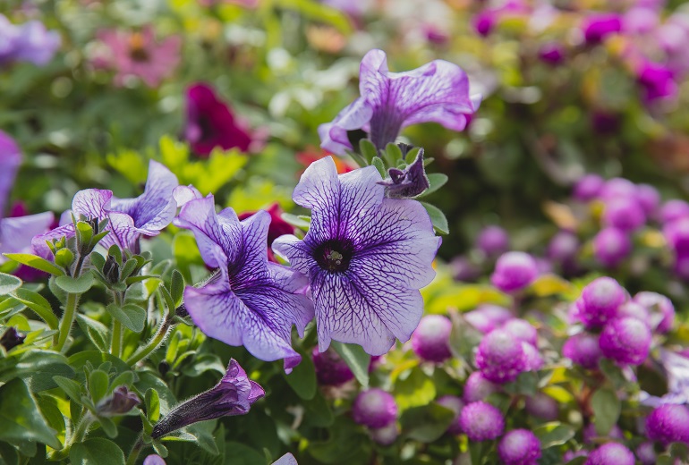 Hoe Petunia's Thuis Te Kweken - Verzorging Van Petunia's - Hoe verzorg ik petunia's?